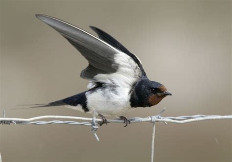 鳥種類|日本と世界の鳥の種類、写真 